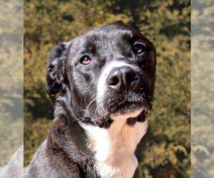 Labrador Retriever-Unknown Mix Dogs for adoption in Albuquerque, NM, USA