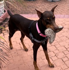 Doberman Pinscher Dogs for adoption in Fort Lauderdale, FL, USA