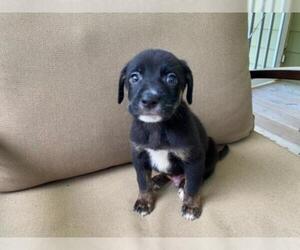 Sheprador Dogs for adoption in Holly Springs, NC, USA
