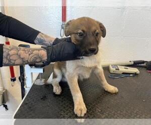 Mutt Dogs for adoption in Corona, CA, USA
