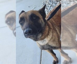 Mutt Dogs for adoption in HESPERIA, CA, USA