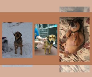Beagle-German Shepherd Dog Mix Dogs for adoption in Rockvale, TN, USA
