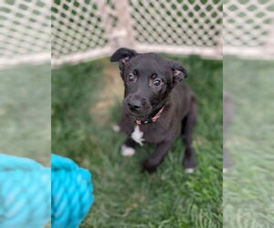 Labrador Retriever-Unknown Mix Dogs for adoption in Holly Springs, NC, USA