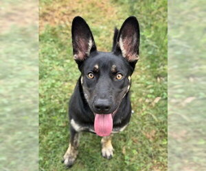 Australian Kelpie-German Shepherd Dog Mix Dogs for adoption in Canton, CT, USA