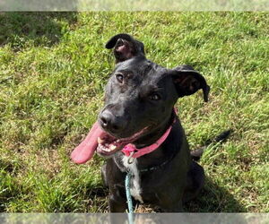 Labrador Retriever-Unknown Mix Dogs for adoption in Tulsa, OK, USA