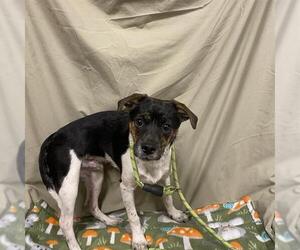 Mutt Dogs for adoption in Modesto, CA, USA