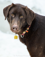 Medium Photo #1 Doberman Pinscher-Unknown Mix Puppy For Sale in Anchorage, AK, USA
