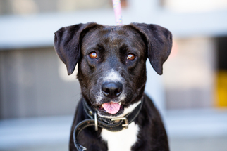 Lab-Pointer Dogs for adoption in El Cajon, CA, USA