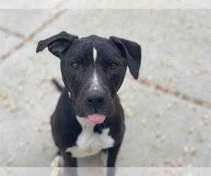 American Pit Bull Terrier Dogs for adoption in Tulsa, OK, USA