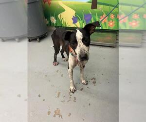 Mutt Dogs for adoption in Waco, TX, USA