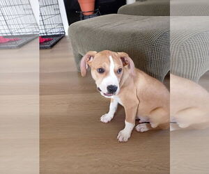 Mutt Dogs for adoption in Holly Springs, NC, USA