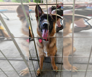 German Shepherd Dog Dogs for adoption in Kansas City, MO, USA