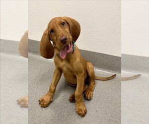 Bloodhound Dogs for adoption in San Francisco, CA, USA