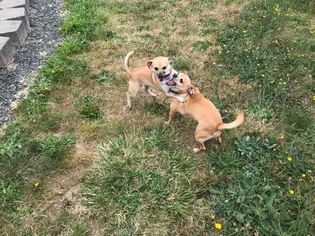 Chihuahua-Unknown Mix Dogs for adoption in Reedsport, OR, USA