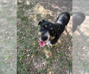 Small Miniature Schnauzer-Rottweiler Mix