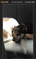 Beagle-German Shepherd Dog Mix Dogs for adoption in JAMESTOWN, TN, USA