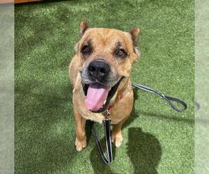 Mutt Dogs for adoption in Las Vegas, NV, USA