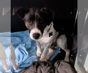 Rat Terrier Dogs for adoption in Newfoundland, PA, USA