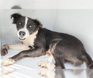 American Pit Bull Terrier-Labrador Retriever Mix Dogs for adoption in Houston, TX, USA