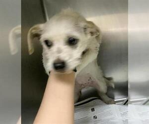 Cairn Terrier-Unknown Mix Dogs for adoption in Visalia, CA, USA