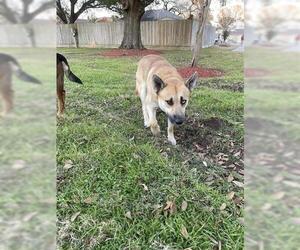 Siberian Husky Dogs for adoption in Houston, TX, USA