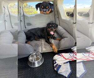 Rottweiler Dogs for adoption in Gilbert, AZ, USA