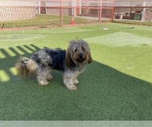 Mutt Dogs for adoption in Upland, CA, USA