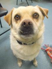 Pug Dogs for adoption in Newton, KS, USA