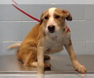 Siberian Husky-Unknown Mix Dogs for adoption in Moreno Valley, CA, USA