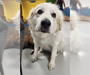 Great Pyrenees Dogs for adoption in Temple, TX, USA