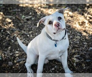 American Staffordshire Terrier-Labrador Retriever Mix Dogs for adoption in Santa Cruz, CA, USA
