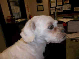 Medium Photo #1 Shih Tzu Puppy For Sale in Pearland, TX, USA