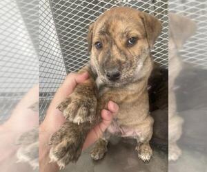 American Pit Bull Terrier Dogs for adoption in Bakersfield, CA, USA