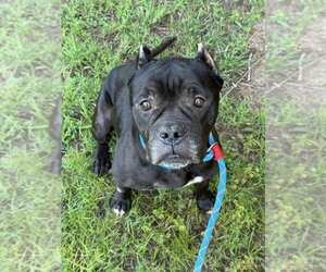 American Bulldog-Unknown Mix Dogs for adoption in Glen Allen, VA, USA