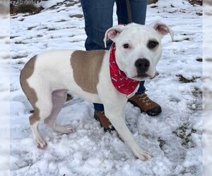 American Pit Bull Terrier-Unknown Mix Dogs for adoption in Warrenton, VA, USA