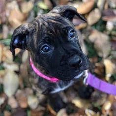 Bullboxer Pit Dogs for adoption in Minneapolis, MN, USA