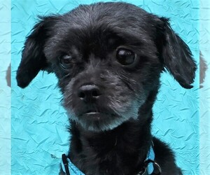 Mal-Shi Dogs for adoption in Cuba, NY, USA