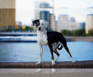 Treeing Walker Coonhound-Unknown Mix Dogs for adoption in Pryor, OK, USA