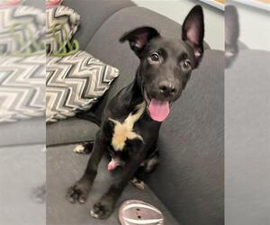 Labrador Retriever-Unknown Mix Dogs for adoption in Peoria, IL, USA