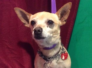 Medium Photo #1 Chihuahua Puppy For Sale in pomona, CA, USA