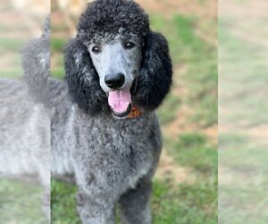 Poodle (Standard) Dogs for adoption in Pacolet, SC, USA