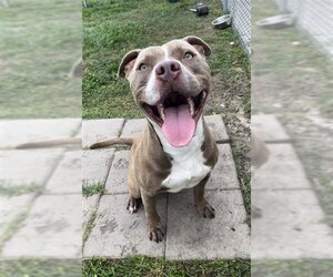 Boxador Dogs for adoption in Rosenberg, TX, USA