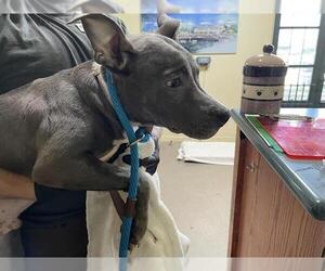 American Pit Bull Terrier Dogs for adoption in Pasadena, CA, USA