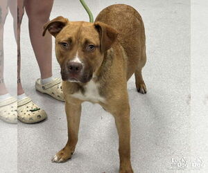 Retriever -Unknown Mix Dogs for adoption in Washington, DC, USA