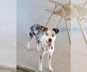 Catahoula Leopard Dog Dogs for adoption in Surprise , AZ, USA