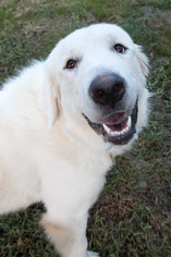 Small Great Pyrenees