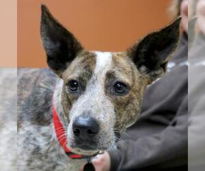 Mutt Dogs for adoption in Jefferson, WI, USA