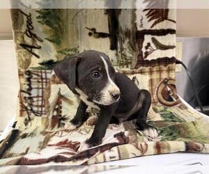 American Pit Bull Terrier-Unknown Mix Dogs for adoption in HESPERIA, CA, USA