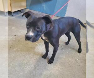 American Pit Bull Terrier Dogs for adoption in Camarillo, CA, USA