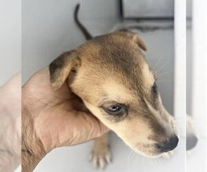 Labrador Retriever Dogs for adoption in Houston, TX, USA